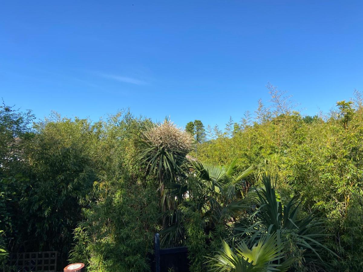 Jungle * Martin Mill